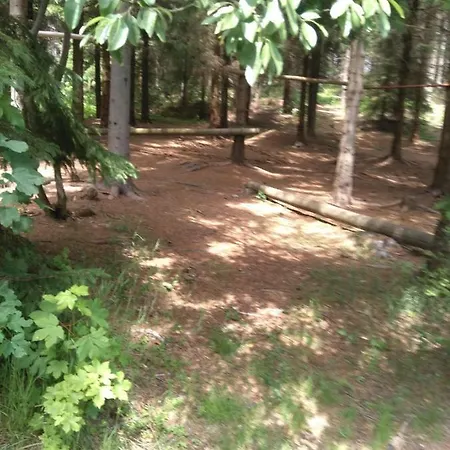 Borovice